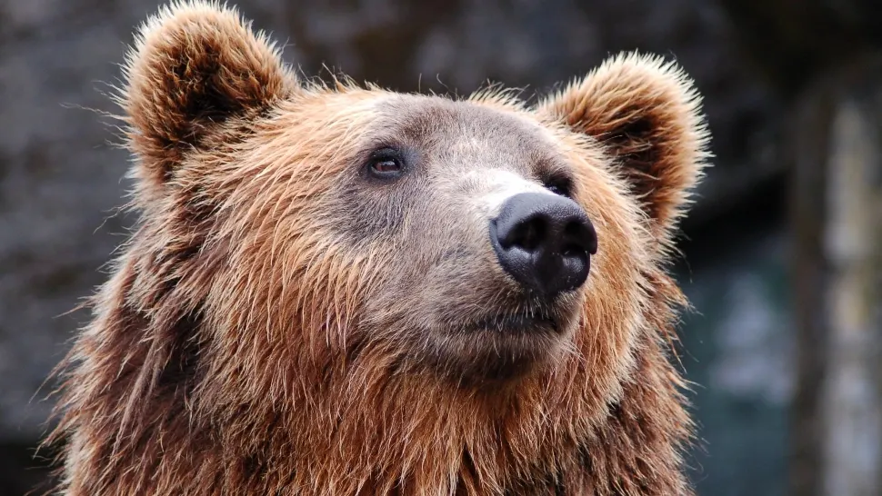 Întâlnire cu un urs în pădure: un bărbat din Bacău, salvat de jandarmi