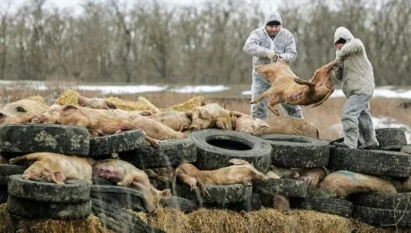 Inspectorii sanitar-veterinari au intensificat controalele în Bacău, de teama pestei porcine