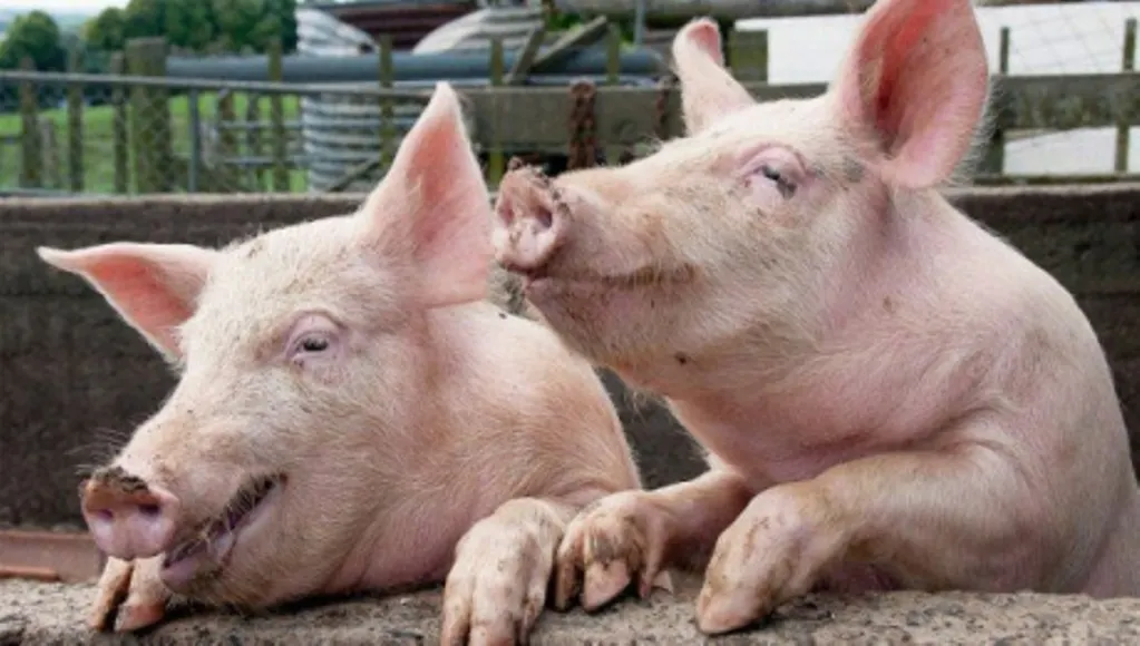 Transport ilegal de porci, depistat la Oituz! Toate animalele au fost eutanasiate de teama pestei porcine africane
