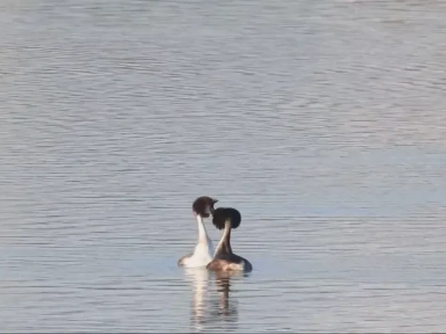 VIDEO: Imagini rare pe lacul Bacău! Dans nupțial, pus în scenă de o pereche de corcodel mare