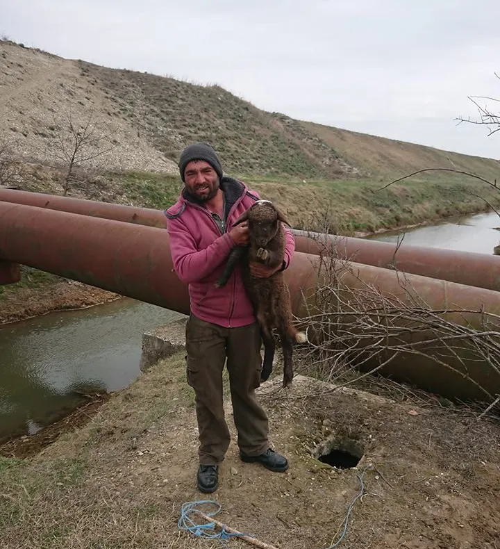 VIDEO: Mieluț salvat după ce a căzut în canal. Dacă nu mai face vreo boacănă, până la Paște este viu și nevătămat