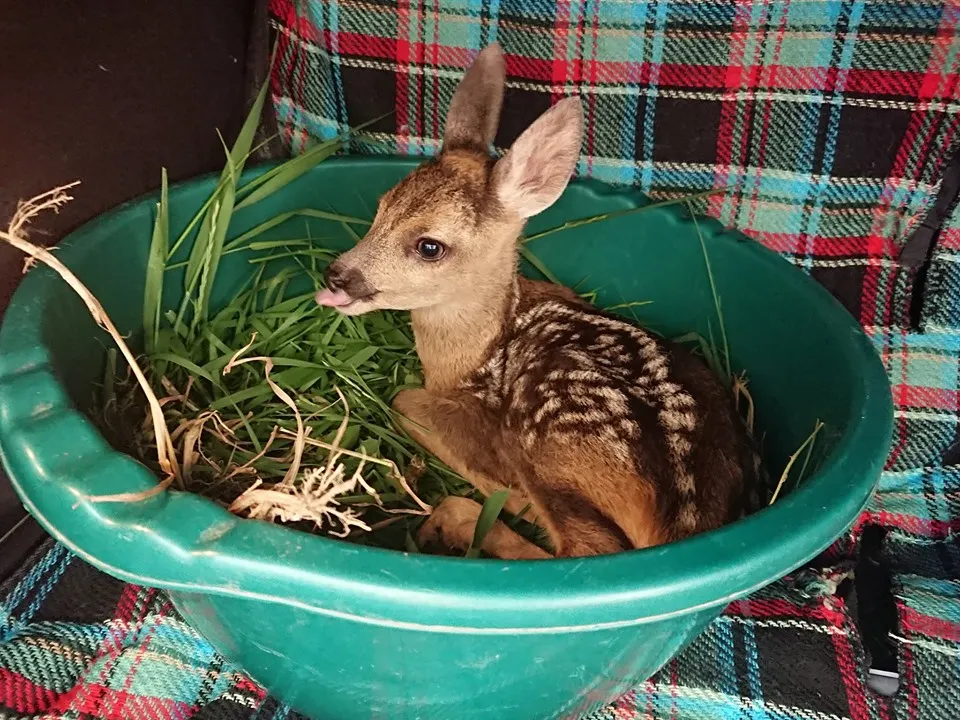 FOTO:Un puiuț de căprioară speriat, găsit în lunca Bistriței. Micuța Bambi a fost hrănită și va fi eliberată când va mai crește
