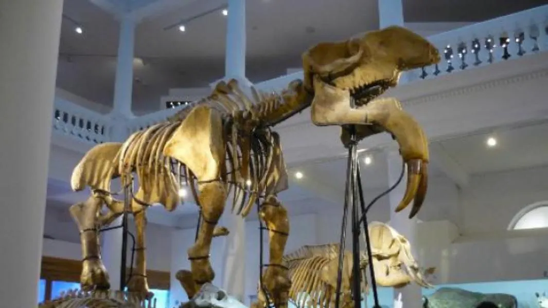 Descoperire epocală la Răcătăul de Jos: fosile ale unui strămoș al elefantului, găsite pe malul Siretului