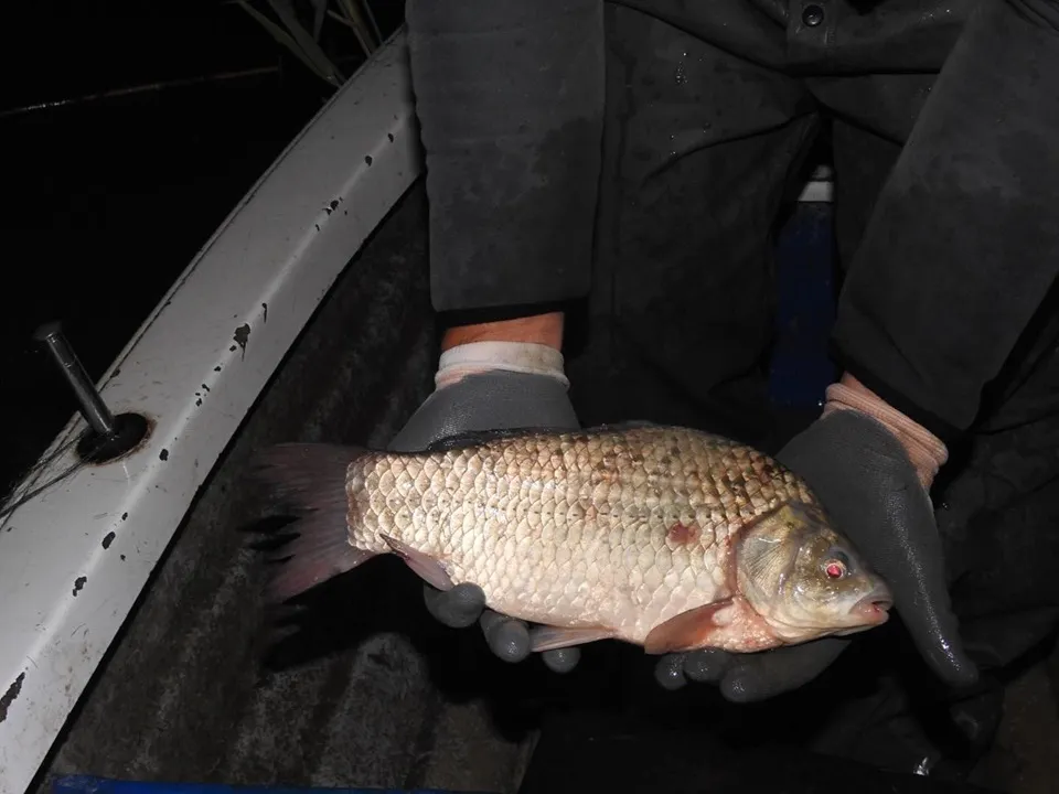 Continuă lupta cu braconajul pe lacul Galbeni. Caras de dimensiuni considerabile, prins în plasele braconierilor