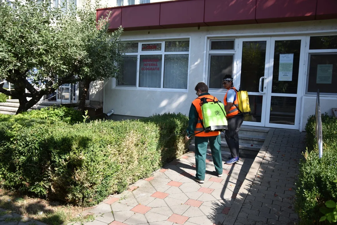 FOTO: Invazie de omizi la Onești! Autoritățile au căutat soluții speciale pentru combaterea dăunătorilor care lasă gardul viu și arbuștii fără frunze