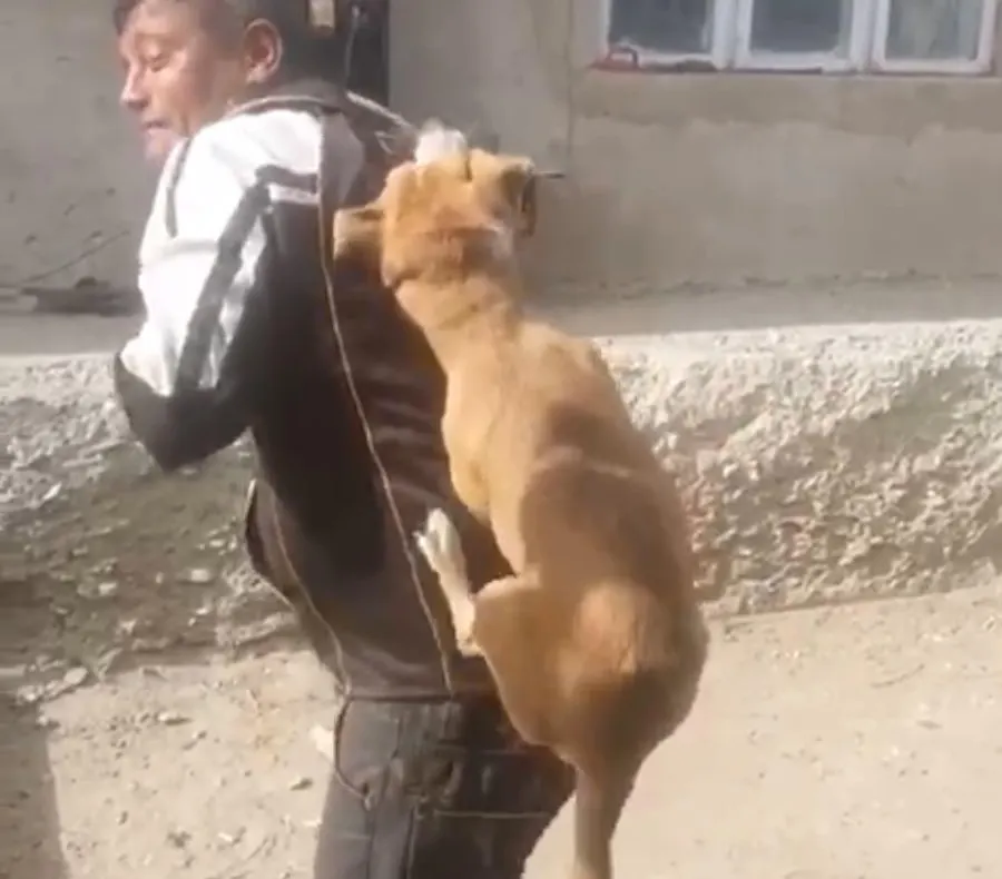 “Dansul” cu câinele spânzurat, cercetat de polițiștii din Bacău