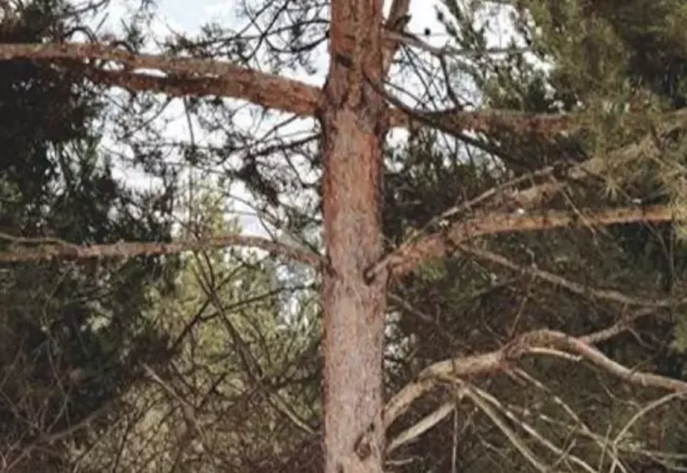 Poza fantastică făcută într-o pădure din Bacău. Găsește animalul ascuns în cadru!