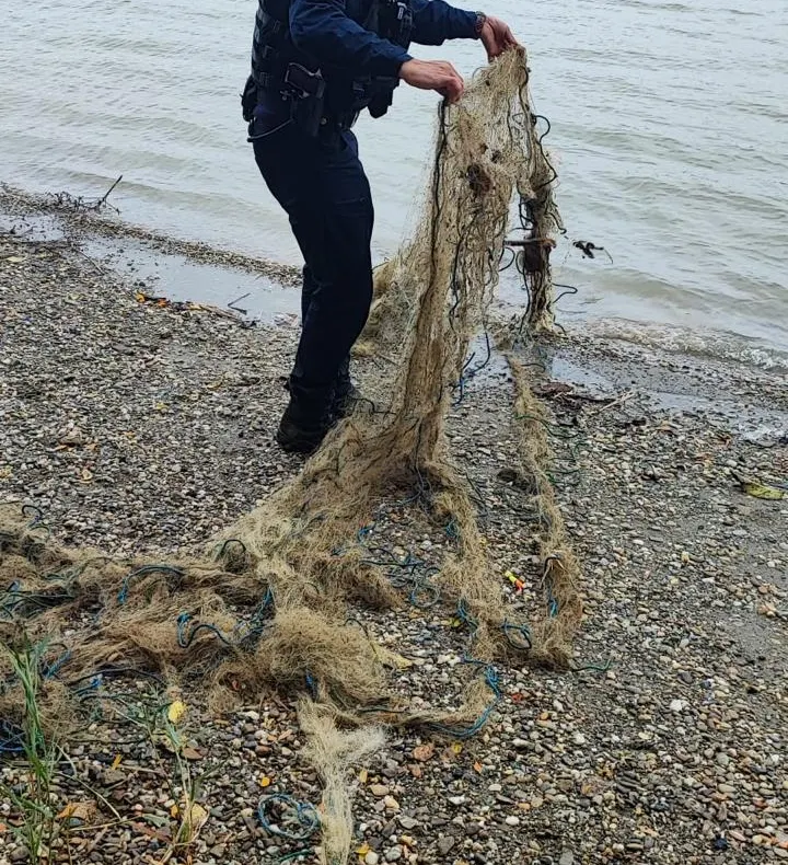 Peste 20 de kilograme de pește, eliberate în mediul natural de jandarmii băcăuani