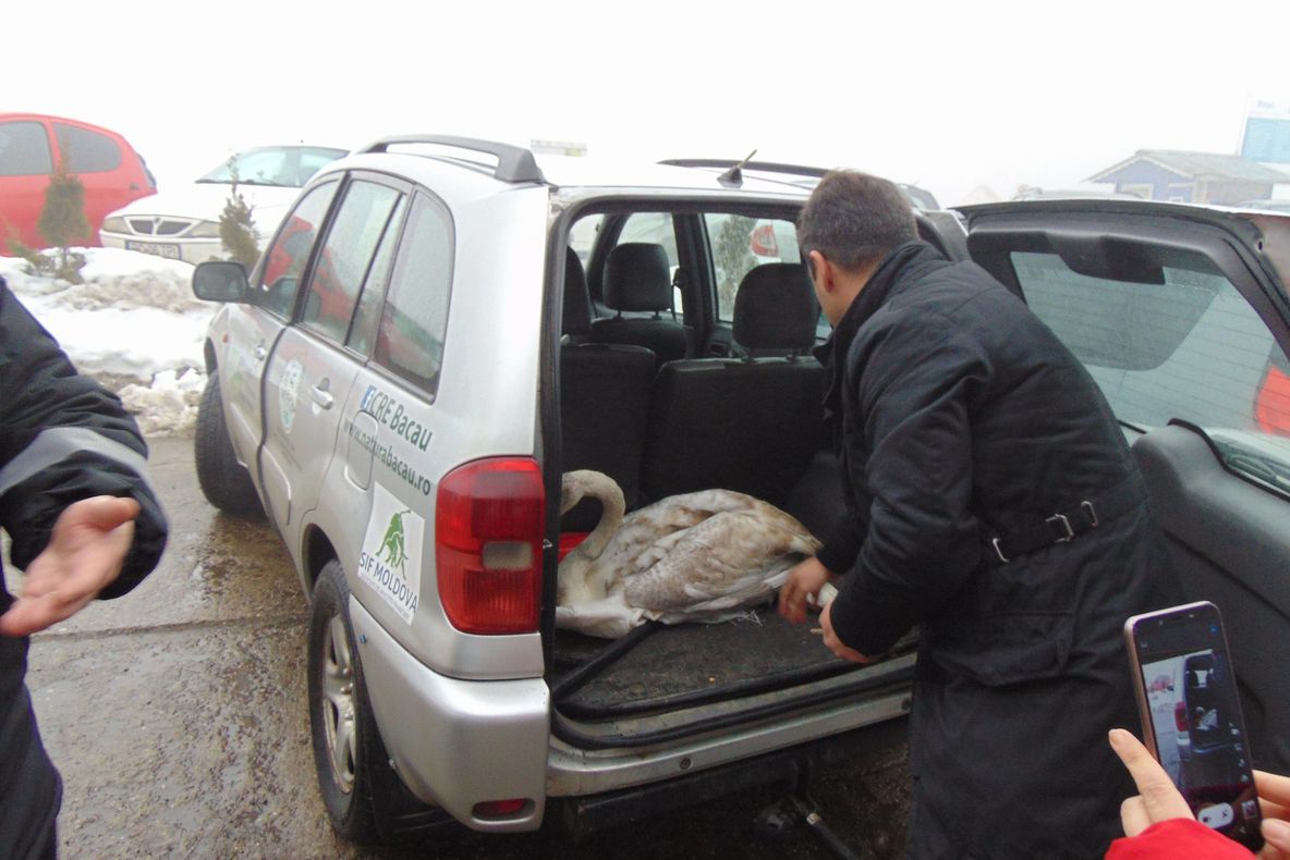 Polițiștii locali au găsit o lebădă, în timp ce patrulau pe strada Dumbravei