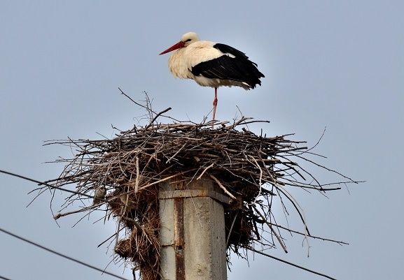 VIDEO: Au venit berzele! Le așteaptă 50 de cuiburi noi