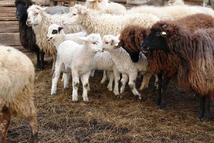 Bacăul a trimis primele oi din țară  în Iran, după reluarea exporturilor