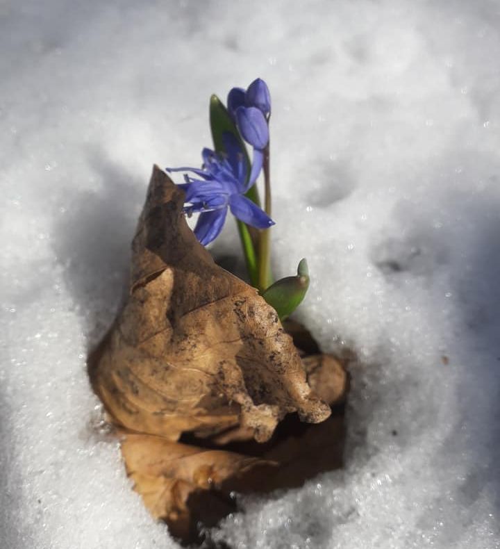 GALERIE FOTO: Imagini superbe din Munții Nemira, unde iarna și primăvara și-au dat mâna