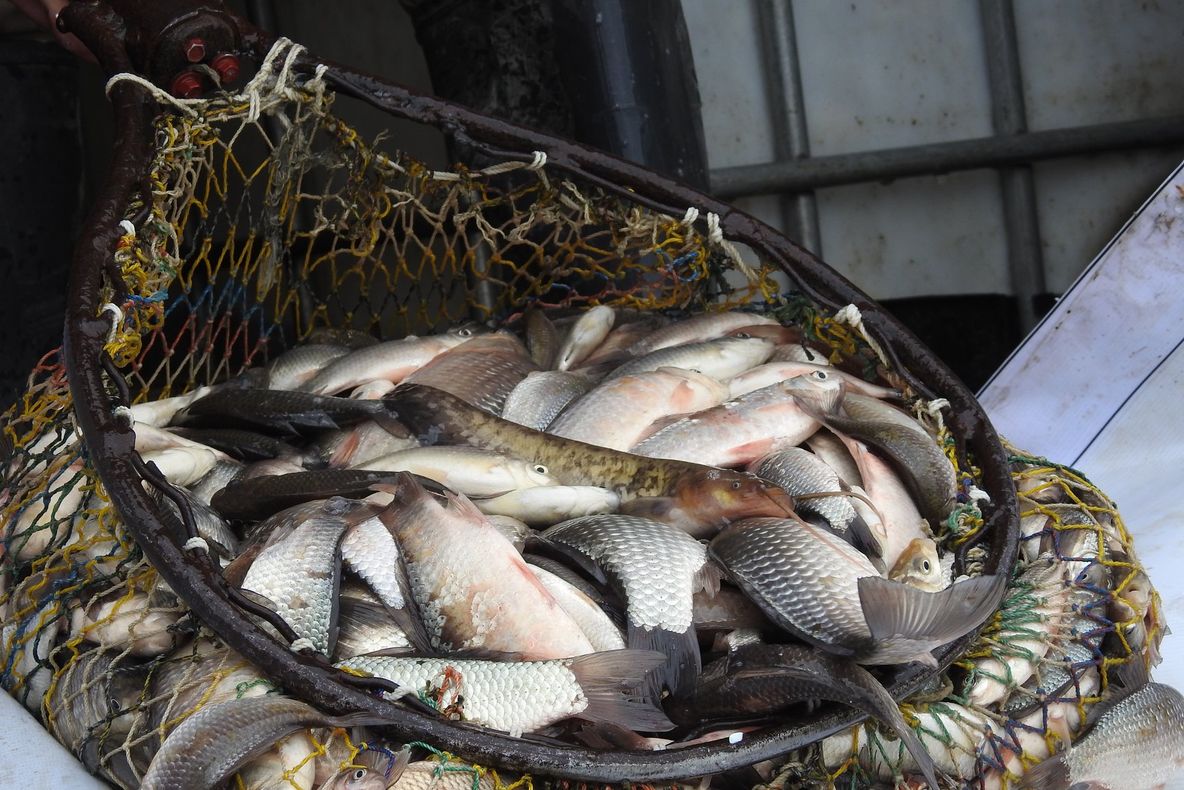 Sute de kilograme de caras vor popula lacul Bacău. Urmează și popularea lacului Galbeni