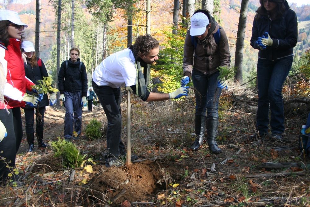 Bacăul, printre județele cu cele mai întinse suprafețe de pădure regenerate