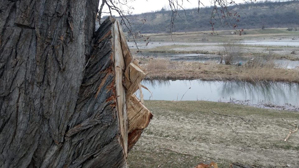 FOTO: Dezastru pe malul Bistriței! Ultimii arbori dispar în sunet de drujbă
