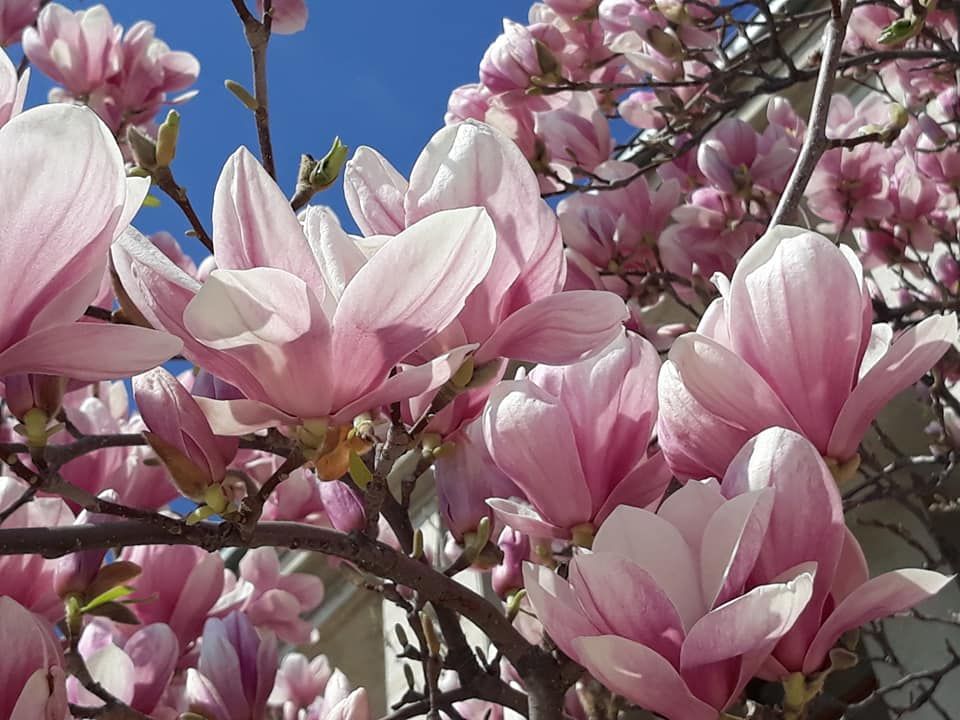 VIDEO: Provocare inedită lansată de un bărbat aleșilor locali din Târgu Ocna. Omul a plantat, pe banii lui, mai mulți puieți de magnolie