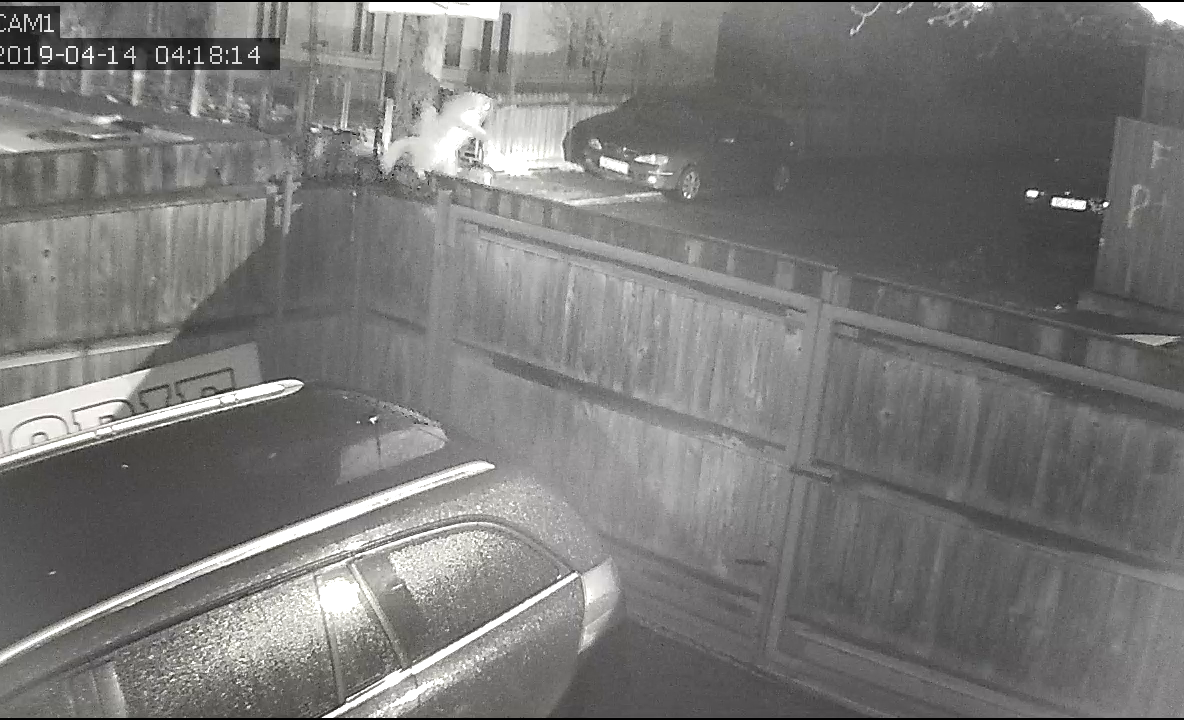 VIDEO: Cum se fură o pisică de rasă în Bacău în cinci secunde. Proprietarul oferă recompensă și depune plângere la poliție