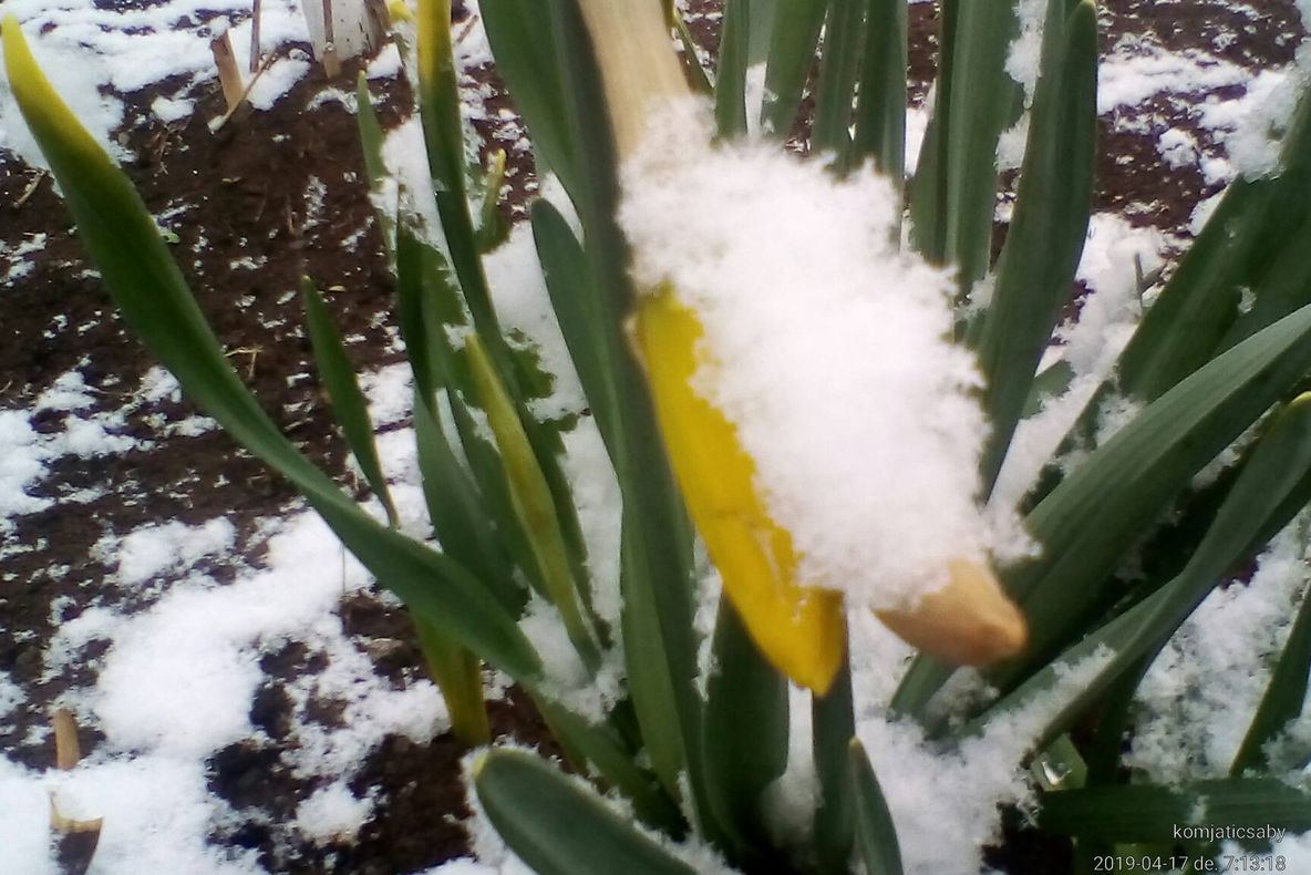 FOTO: Ninsoare de aprilie în munți. Lalele, îndoite sub greutatea zăpezii la Ghimeș