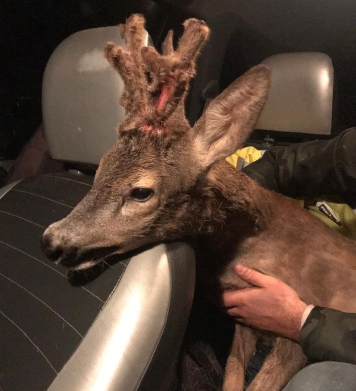 FOTO: Căprior dezorientat, rănit și speriat, salvat și eliberat în pădure