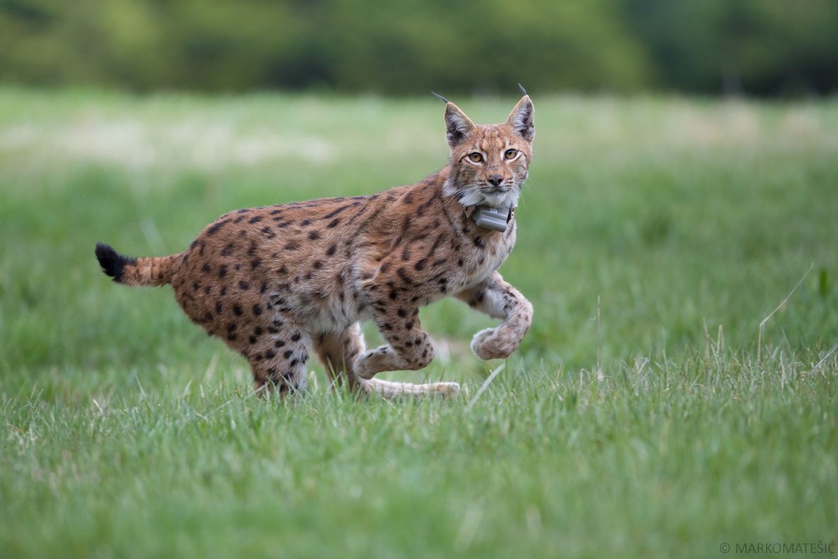 Râsul DORU din Bacău a ajuns în Croația ca să-și salveze specia de la extincție