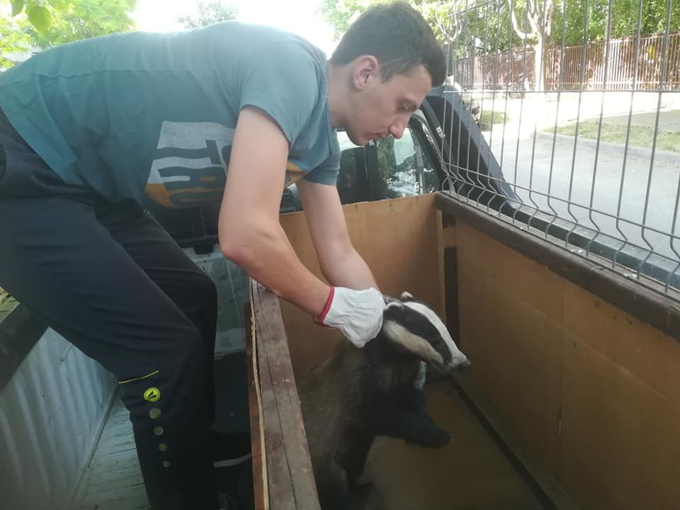 FOTO: Un bursuc, musafir nepoftit în beciul unui locuitor al municipiului Bacău. Animalul rănit a fost îngrijit și eliberat în sălbăticie