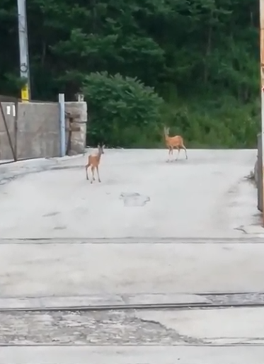 VIDEO: Vizită inedită la Salina Tg. Ocna. Două căprioare s-au plimbat nestingherite aproape de intrarea în mina de sare