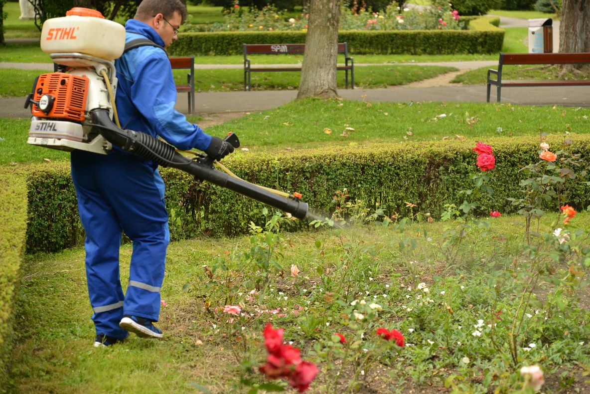 Primăria Onești începe dezinsecția de vară. Bacăul atacă aerian, Oneștiul-terestru