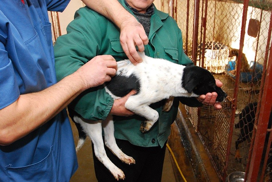 Cum puteți economisi între 250 și 500 de lei. Sterilizare gratuită pentru câinii cu stăpân din municipiul Bacău