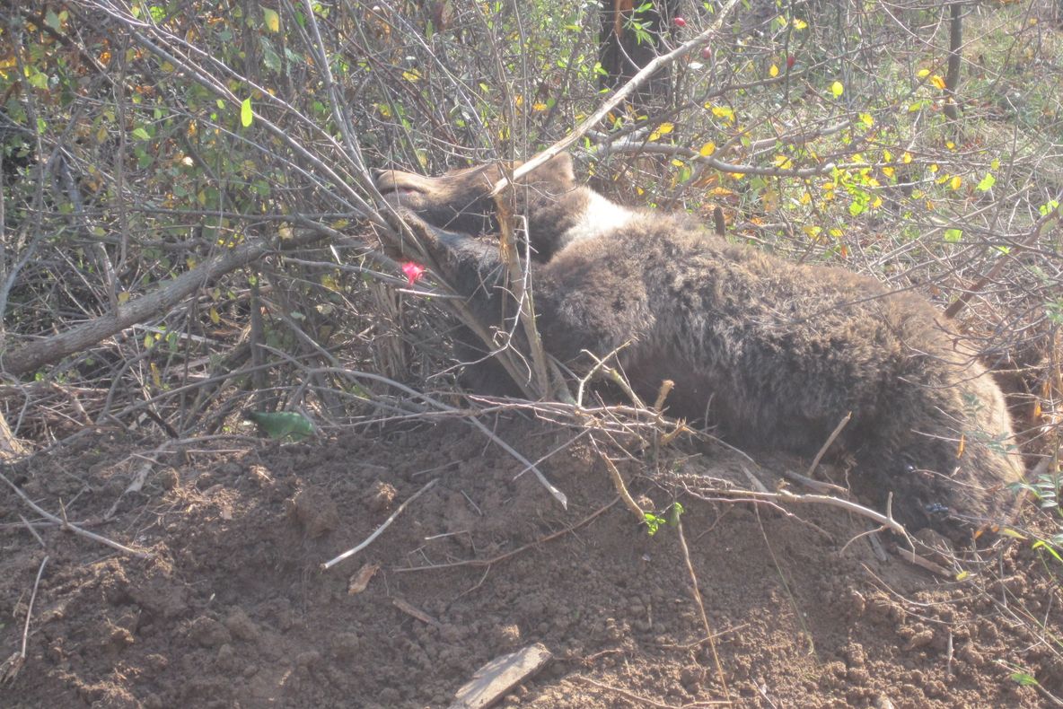 ULTIMA ORĂ: Încă un urs prins în laț la Mănăstirea Cașin