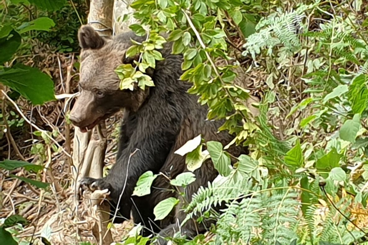 ULTIMA ORĂ - VIDEO: Urs prins în laț la Cașin, eliberat în timp record