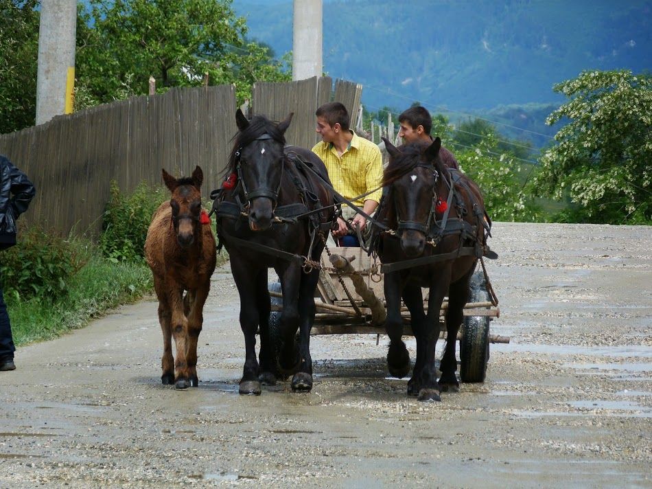 Bărbat în stare gravă după ce a fost călcat în picioare de caii înhămaţi la o căruţă