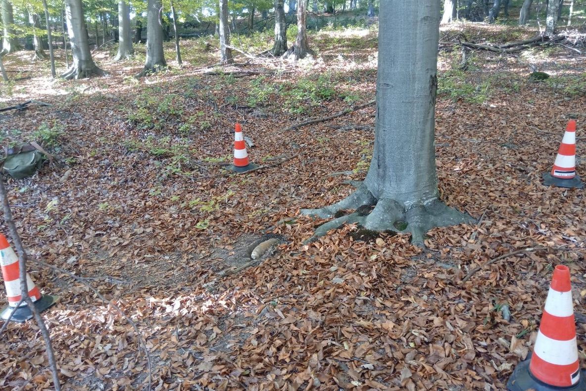 PREMIERĂ: Bombă încastrată în rădăcina unui fag, la Oituz! Pirotehniștii ISU Bacău au neutralizat muniția chiar la fața locului și au salvat copacul