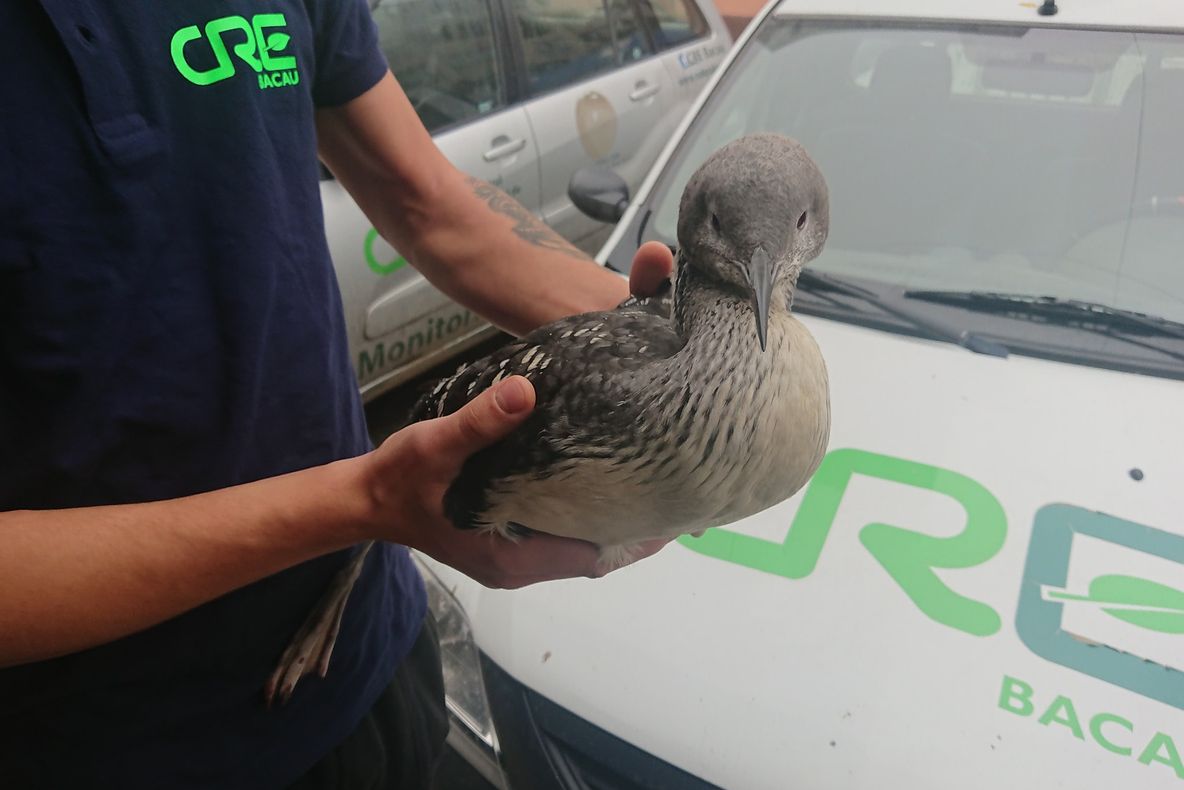 FOTO: O pasăre rănită dintr-o specie rar întâlnită în România, salvată de un copil din Sărata