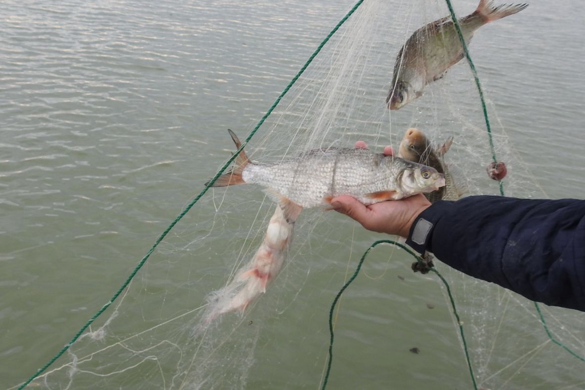 FOTO: Sute de pești căzuți în plasa braconierilor au fost salvați de jandarmii băcăuani și redați mediului natural