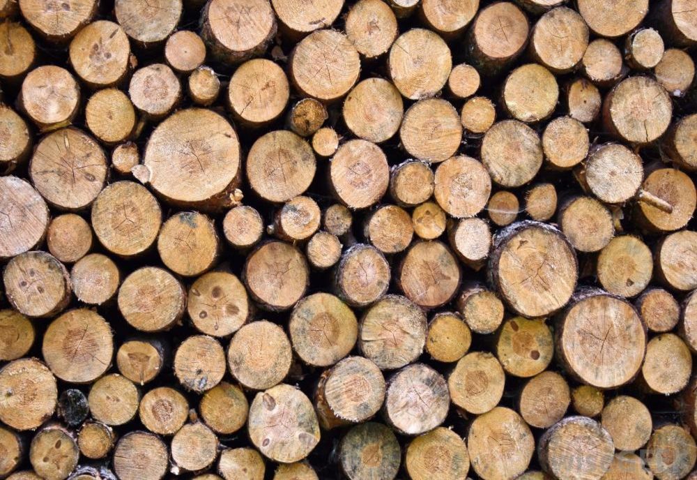 Bărbat cercetat după ce a tăiat copaci din pădurea Primăriei