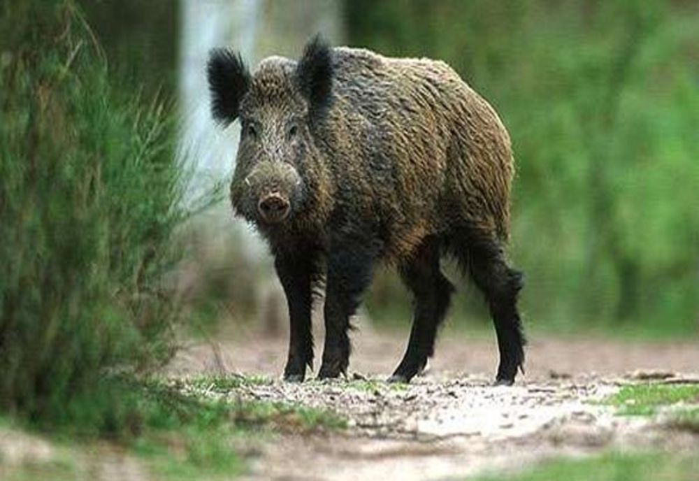 Încă două focare de pestă porcină confirmate în Bacău! Liber la împușcat mistreți