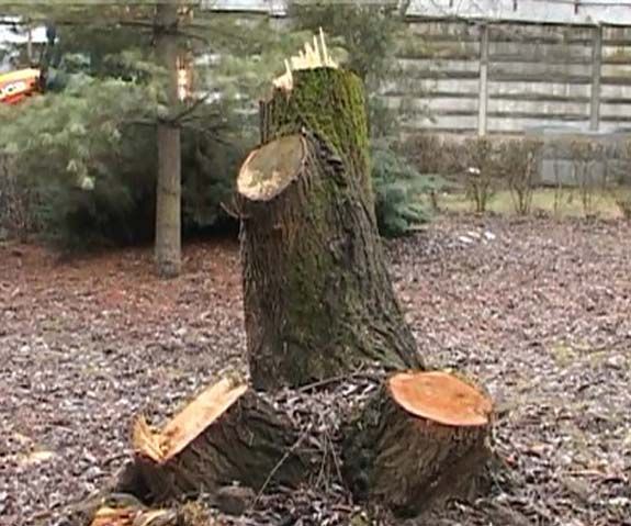 Băcăuan prins în flagrant în timp ce tăia copaci dintr-o pădure a statului