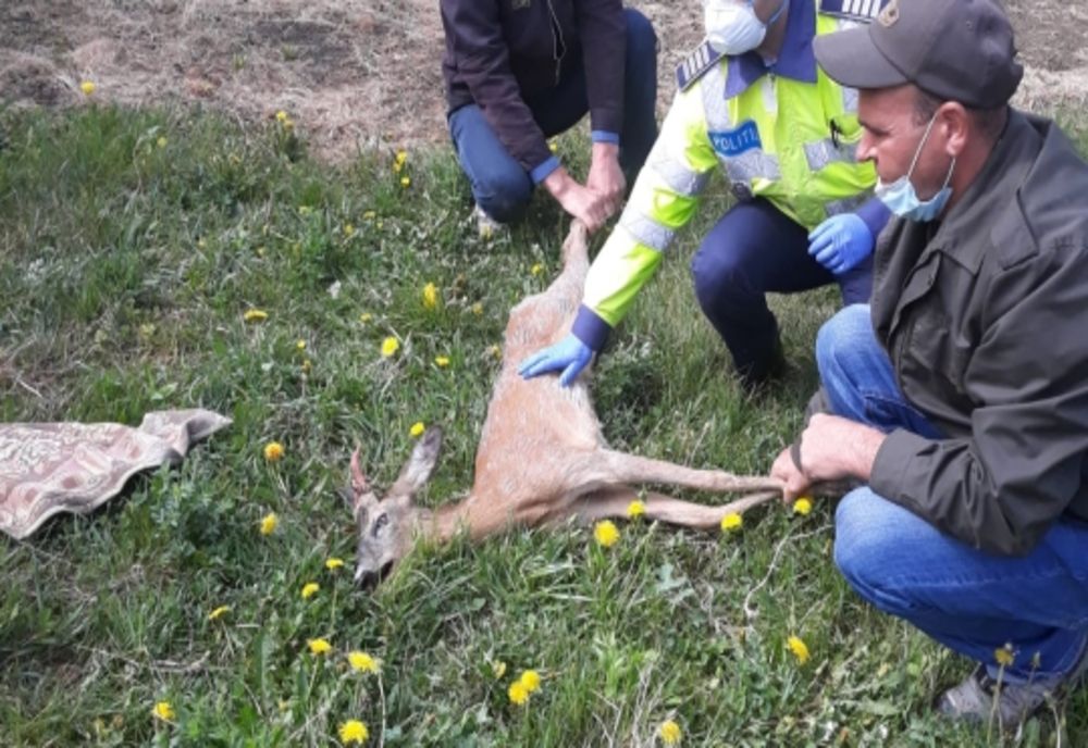 O căprioară a fost salvată de poliţiştii din Comăneşti