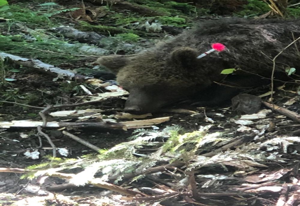 Ursoaică salvată după ce s-a prins accidental într-un gard construit din șufe de metal