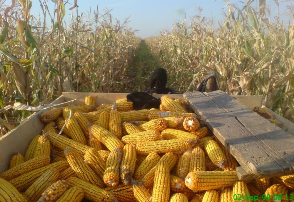 Prins la furat în lanul de porumb