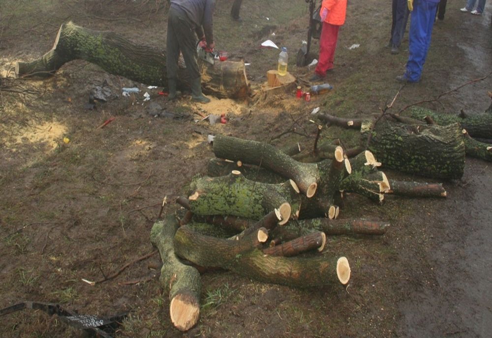 S-a ales cu dosar penal după ce a fost prins de polițiști la tăiat lemne