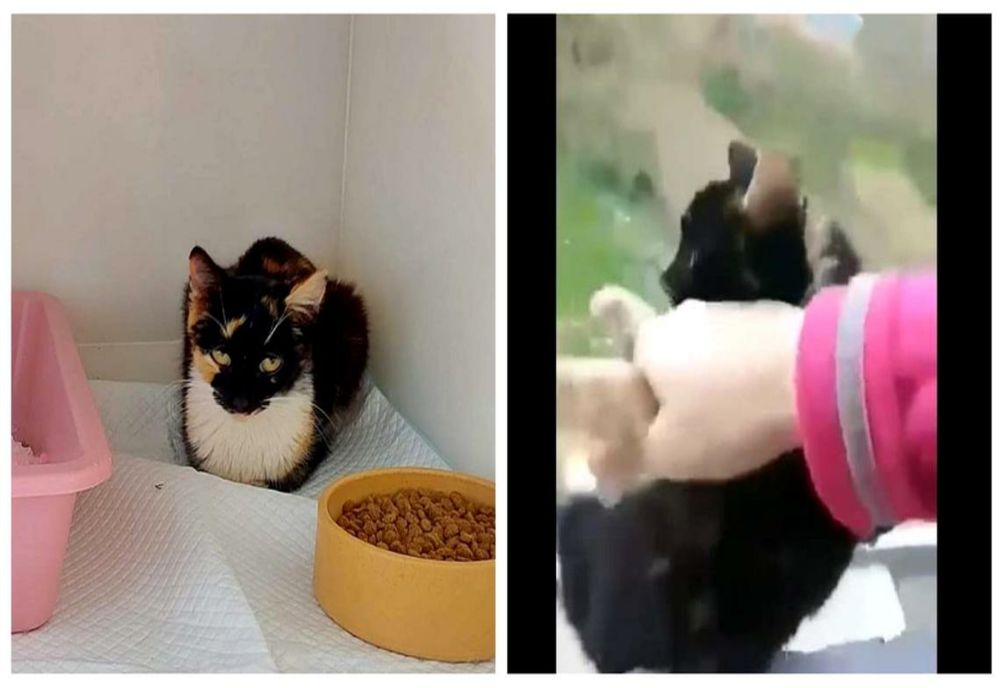 Adolescentă fără suflet! Și-a aruncat pisica de la balcon