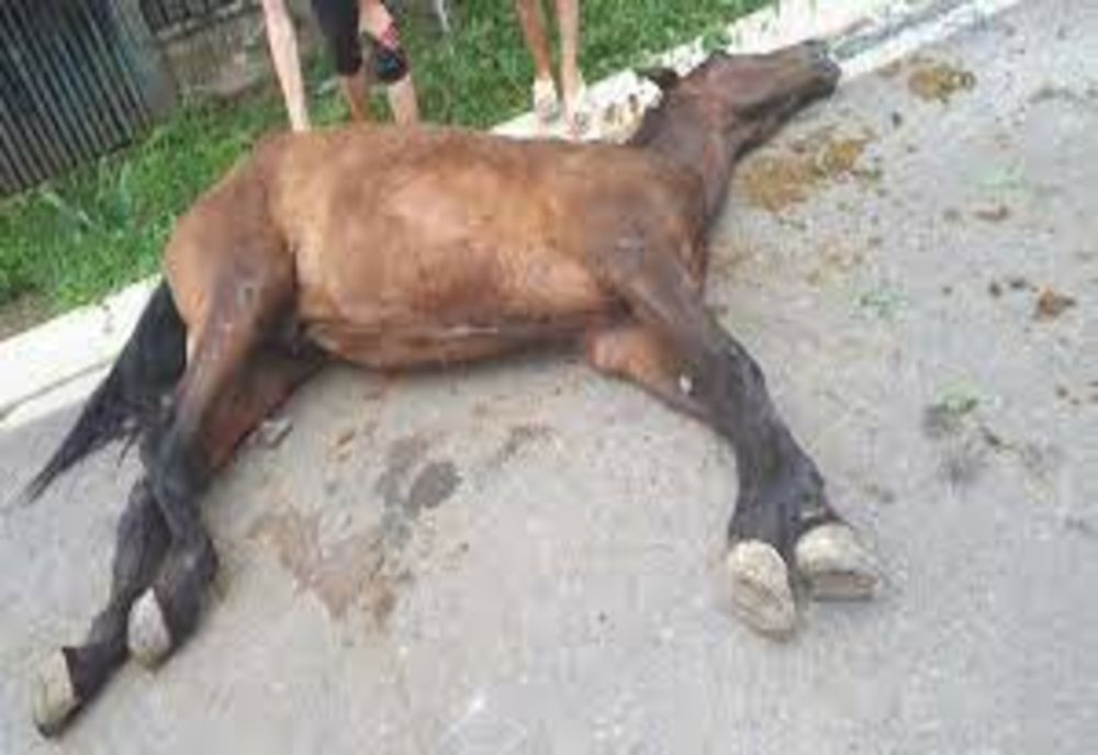 CRUZIME FĂRĂ MARGINI! Au bătut un cal până l-au omorât