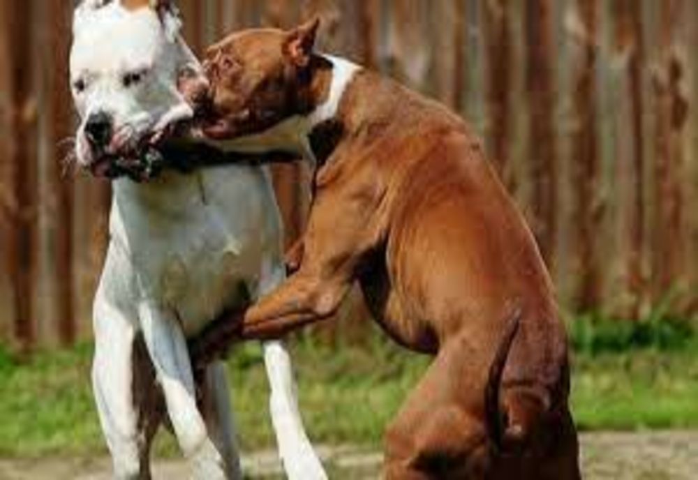 Încăierare între câini, sancționată de polițiști