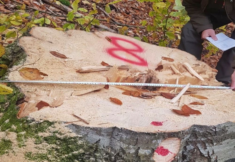 Cercetat de polițiști pentru tăiere ilegală și furt de arbori