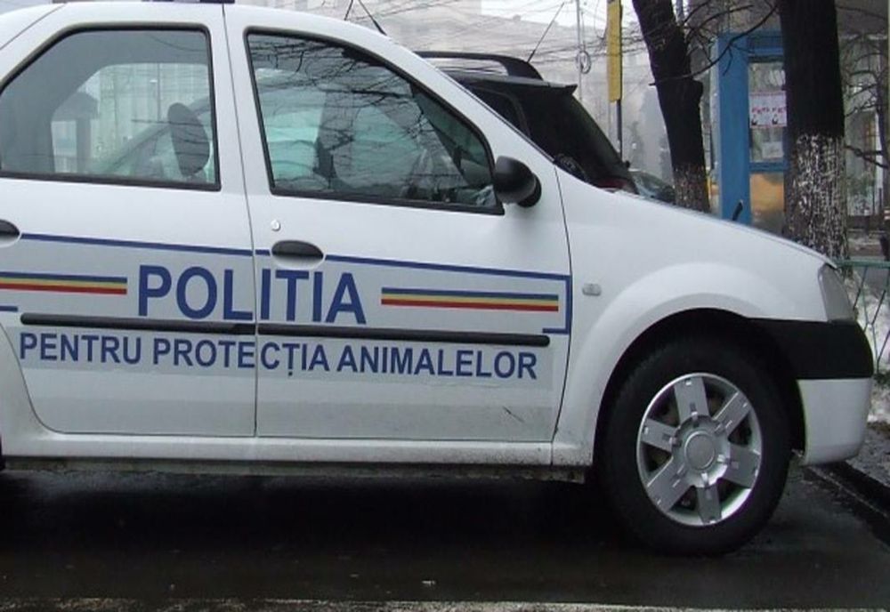 S-a certat cu bărbat și i-a omorât calul! Polițiștii l-au reținut imediat
