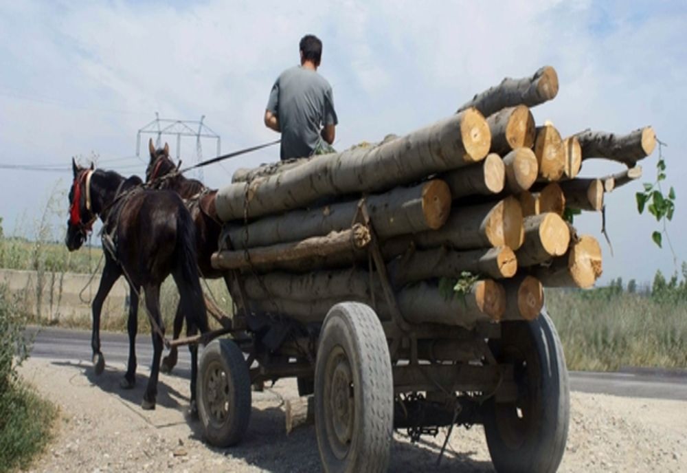 Ce a pățit un bărbat care a tăiat mai mulți salcâmi