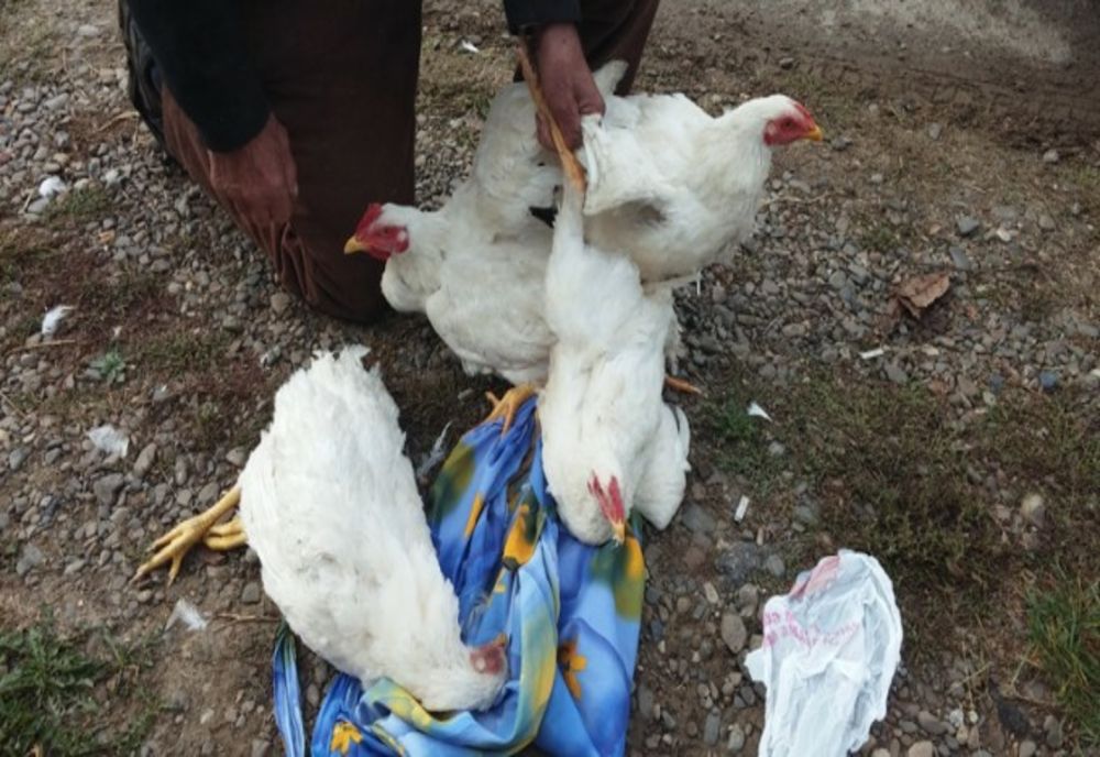 Hoț de găini, prins în timp de opera în cotețul unui consătean