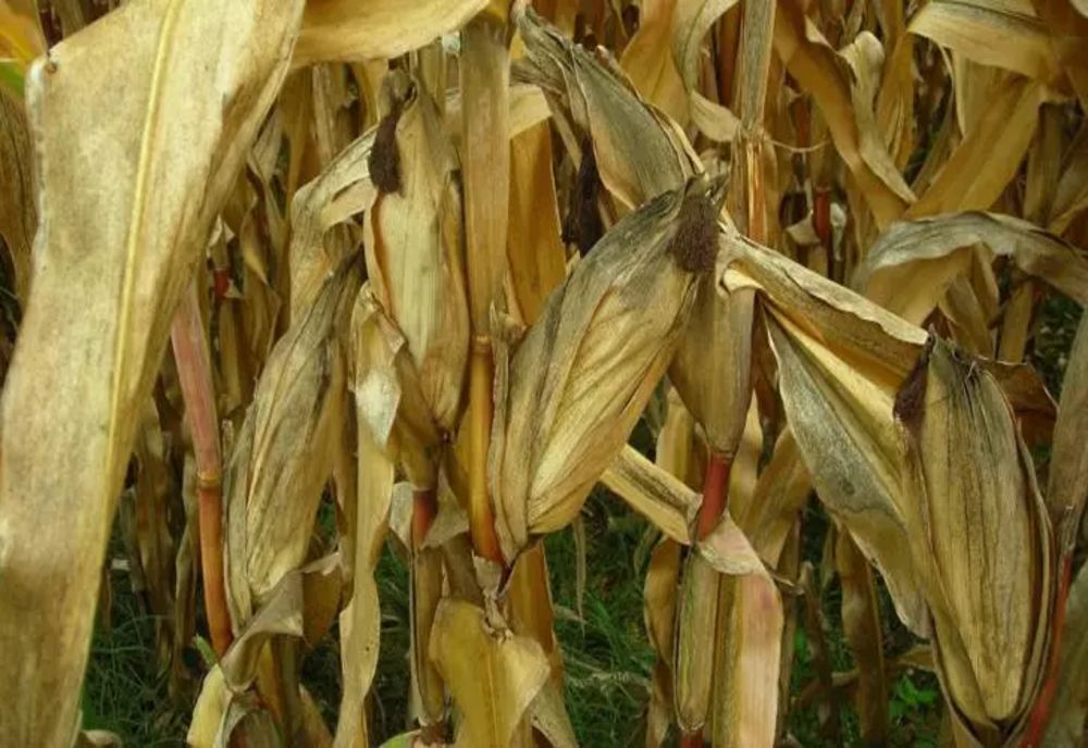 Secetă în România | Prăpăd de la o zi la alta: Peste 420.000 de hectare afectate