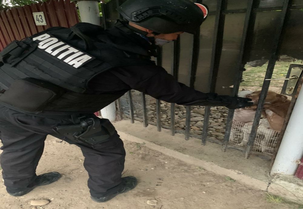 Percheziție domiciliară la o persoană bănuită de comercializarea câinilor din rasele agresive